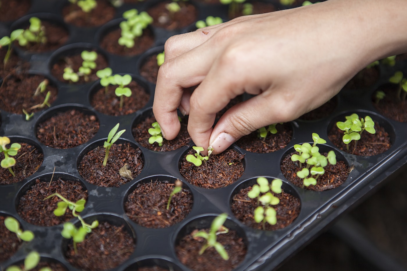 Fresh seedlings in hydroponic growing trays