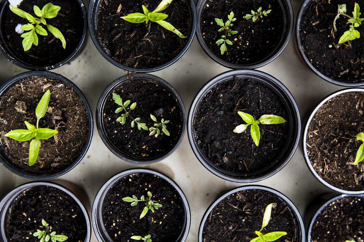 Hydroponic plants